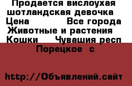 Продается вислоухая шотландская девочка › Цена ­ 8 500 - Все города Животные и растения » Кошки   . Чувашия респ.,Порецкое. с.